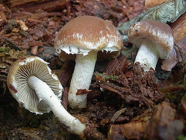 Psathyrella  spintrigeroides      P.D.Orton